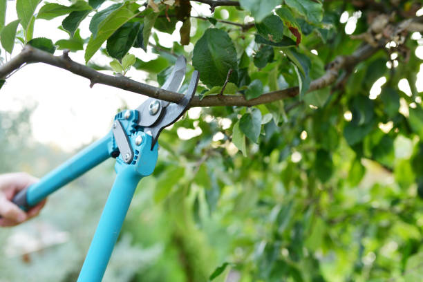 Residential Tree Removal in Belle Glade, FL